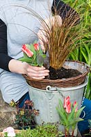 Planting an April Hanging Basket. Step 3: behind Carex Comans 'Milk Chocolate', plant Tulipa 'Pinocchio'.