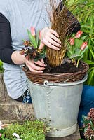 Planting an April Hanging Basket. Step 4: plant Euphorbia amygdaloides 'Purpurea' beside Carex Comans 'Milk Chocolate'.