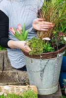 Planting an April Hanging Basket. Step 5: plant red mossy saxifrage beside Carex Comans 'Milk Chocolate'.