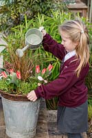 Watering an April Hanging Basket. Red and white plants: Tulipa 'Pinnocchil', Bellis perennis, Euphorbia amygdaloides 'Purpurea', Saxifraga 'Pixie', Carex Comans 'Milk Chocolate'.
