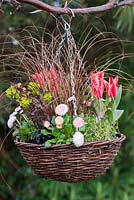 April Hanging Basket of red and white plants: Tulipa 'Pinnocchil', Bellis perennis, Euphorbia amygdaloides 'Purpurea', Saxifraga 'Pixie', Carex Comans 'Milk Chocolate'.