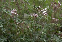 Pelargonium 'Ardwick Cinnamon'. Scented-leaved pelargonium