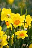 Narcissus 'Cameo Frills'. R. A. Scamp, Quality Daffodils, Cornwall
