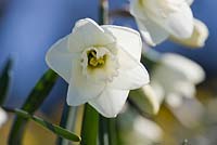 Narcissus 'White Tea'. Credit: R. A. Scamp, Quality Daffodils, Cornwall