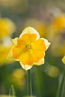 Narcissus 'Arwenack'. Credit: R. A. Scamp, Quality Daffodils, Cornwall