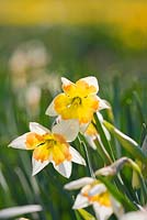 Narcissus 'Bossinny'. Credit: R. A. Scamp, Quality Daffodils, Cornwall
