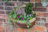 Winter Wall Hanging Basket featuring Calluna vulgaris 'Michelle', Euonymus japonicus, Hedera helix, Variegated Holly and Viola
