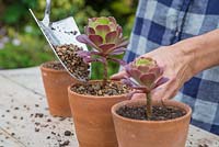 Adding a top mulch of gravel to the Aeonium arboreum shoot cuttings to assist with drainage