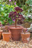 Aeonium arboreum mother plant with successful shoot cuttings