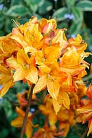 Rhododendron - Azalea Knap Hill Hybrid 'Golden Eagle' - June, Norfolk