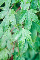 Acer palmatum - Rain Drops on Leaves