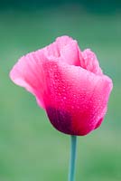 Papaver Somniferum - Opium Poppy 