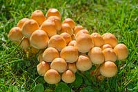 Hypholoma fasciculare - Sulphur Tuft Fungi in Lawn 