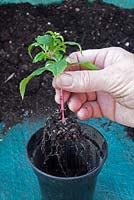 Rooted cuttings of Fuchsia 'Genii'