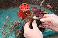 Dividing a Saxifraga stolonifera to be repotted separately