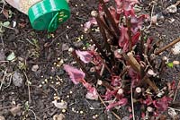 Applying a controlled release granular fertilizer to Persicaria 'Red Dragon'