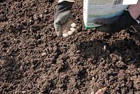 Planting strawberry sequence - Applying organic fertilizer to the soil