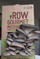 Mushrooms - Growing Gourmet Mushrooms from a pre-bought kit 