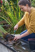 Using a sharp knife remove the excess roots of Juncus inflexus - Hard Rush