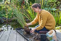 Cut down the sides of the pond basket and carefully remove your aquatic plant, Juncus inflexus - Hard Rush