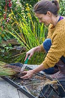 Make a clean and equal cut with a sharp knife down the middle of your aquatic plant, Juncus inflexus - Hard Rush