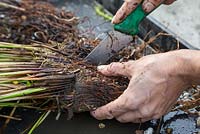 Make a clean and equal cut with a sharp knife down the middle of your aquatic plant, Juncus inflexus - Hard Rush