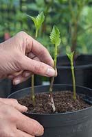 Planting Dahlia shoot cuttings into a pot, equally spaced apart to allow room for growth