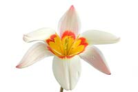 Tulipa 'Ancilla' AGM Kaufmanniana Group 