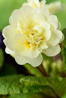 Primula 'Dawn Ansell' - Double primrose,  April