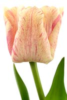 Tulipa 'Silk Road' - Cream coloured tulip with reddish pink very variable markings,  April