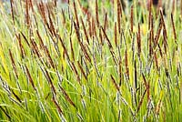 Carex elata 'Aurea' - Chenies Manor Gardens