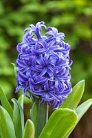Hyacinthus 'Serene Blue'