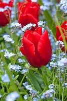 Tulipa 'Capri' with Myosotis - Chenies Manor Gardens, Buckinghamshire
