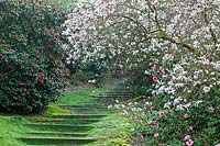 Steps ascending through Magnolia and Rhododendron - Viginia Waters, Surrey, UK