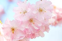 Prunus 'Accolade' - Cherry blossom