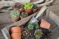 Mixture of compost and gravel with loose Sempervivums ready to be potted up