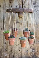Succulent Chandelier constructed from a cast iron wheel and rope, with potted Sempervivums representing candles or lights