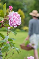 Rosa 'Constance Spry' in foreground, woman walking away with trug of cut Roses in background