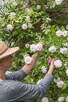 Woman cutting flowers of a white Climbing Rose