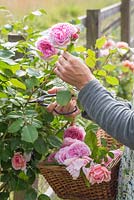 Woman cutting flowers of Rosa 'James Galway'