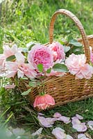 Wicker basket of cut Roses on grass. Rose 'Gertrude Jekyll', Rosa 'James Galway' and Rosa 'Constance Spry'