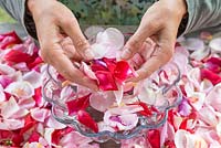 Cleaning the rose petals in water to get rid of any insects and dirt