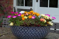 Mesembryanthemum  - Livingstone Daisies in a painted bowl. The Garden House, Ashley, June
