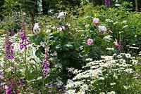 Digitalis purpurea - foxgloves, Leucanthemum vulgare - Oxeye daisies and Rosa - roses. The Garden House, Ashley, June