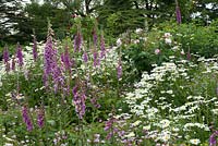 Digitalis purpurea - foxgloves, Leucanthemum vulgare - Oxeye daisies and Rosa - roses under metal arches. The Garden House, Ashley, June