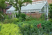 Wooden greenhouse and flower border with Alchmilla mollis, Digitalis purpurea - foxgloves interplanted with potatoes. The Garden House, Ashley, June