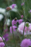 Knautia macedonica with bee. The Garden House, Ashley, June