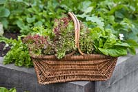 Woven basket containing harvest of Lettuce 'Little Gem' and 'Lollo Rossa' - Lactuca sativa