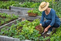 Woman harvesting Lettuce 'Lollo Rossa' - Lactuca sativa