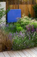 Formal town garden with Carex buchananii, Foeniculum vulgare purpureum, Salvia mainacht, purpurescens and caradonna. Blue feature wall and fence. Designer: Charlotte Rowe, London